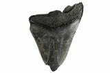 Partial, Fossil Megalodon Tooth - South Carolina #180887-1